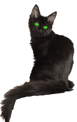 chat noir